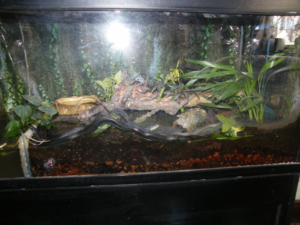 garter snake set up Reptile Forums